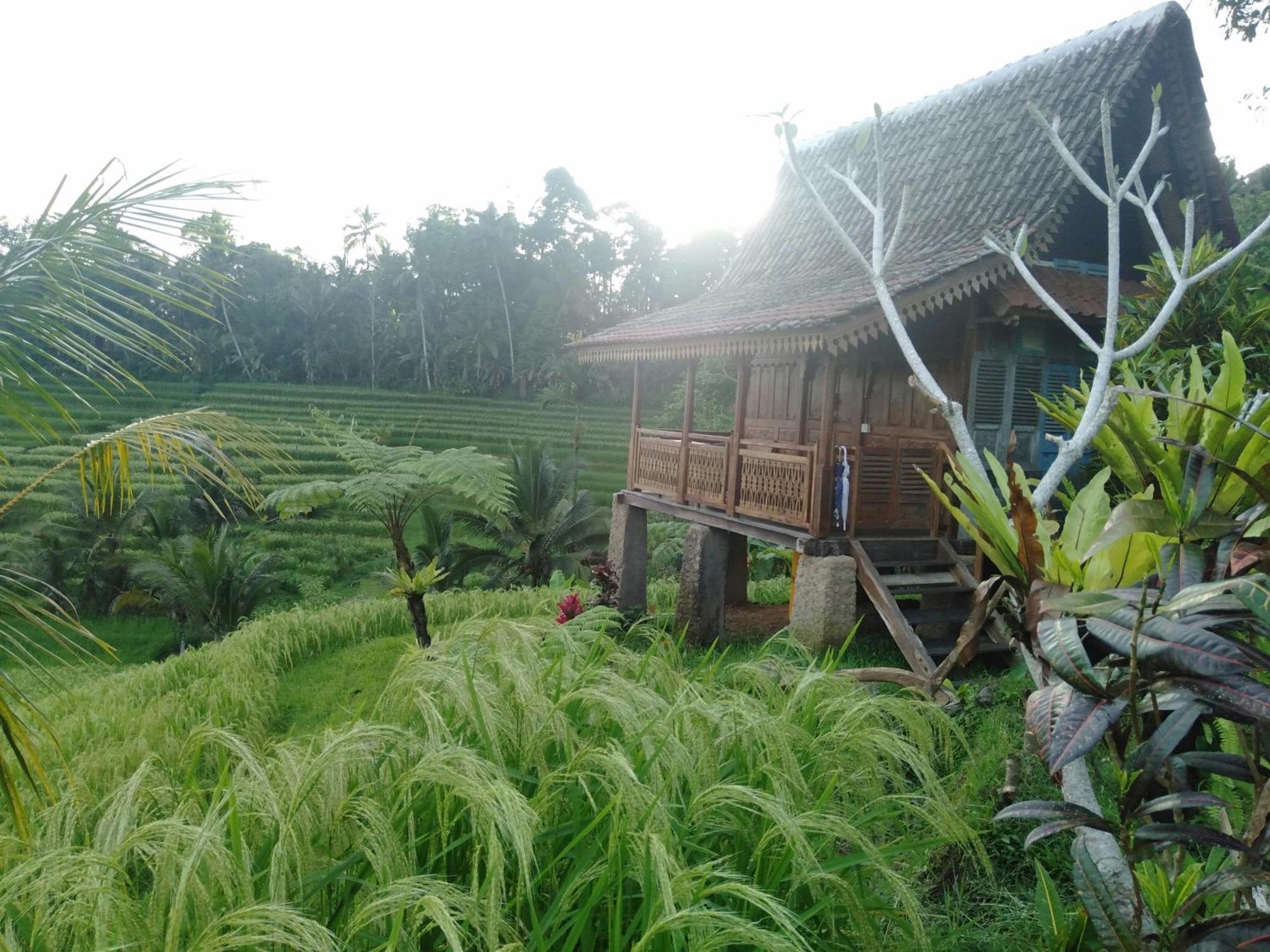 D'Ume Bendoel Homestay Jatiluwih Zewnętrze zdjęcie