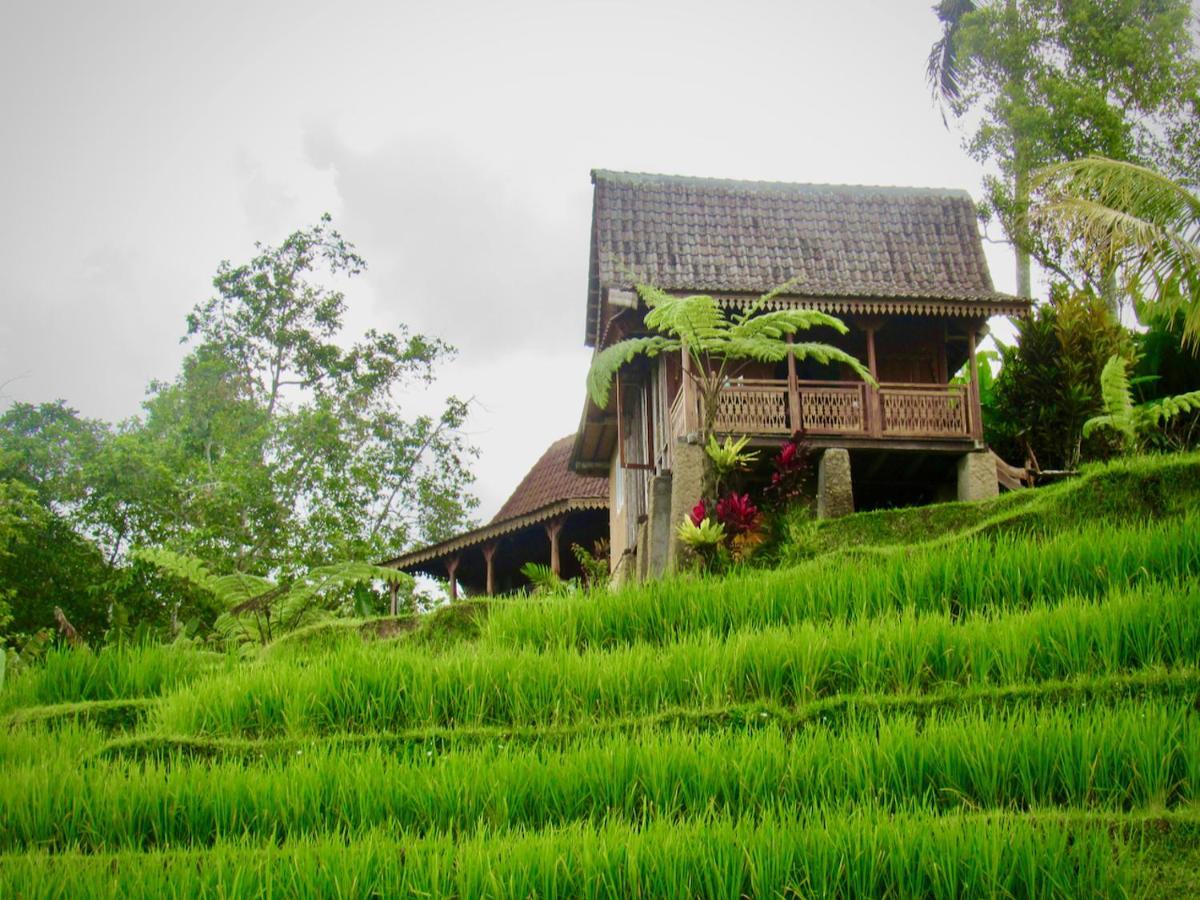 D'Ume Bendoel Homestay Jatiluwih Zewnętrze zdjęcie