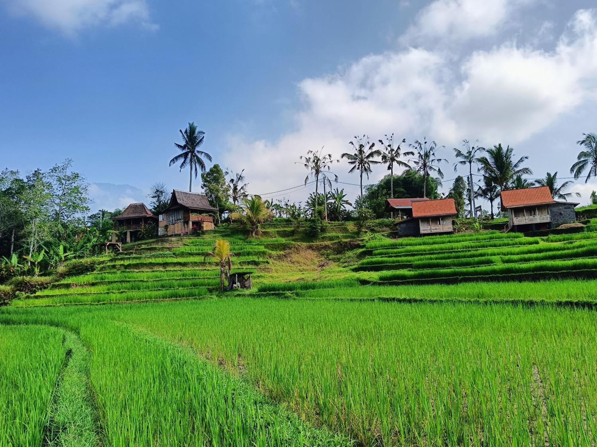 D'Ume Bendoel Homestay Jatiluwih Zewnętrze zdjęcie
