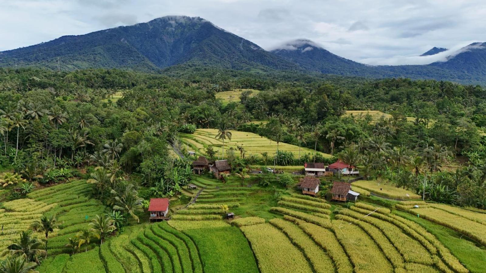 D'Ume Bendoel Homestay Jatiluwih Zewnętrze zdjęcie