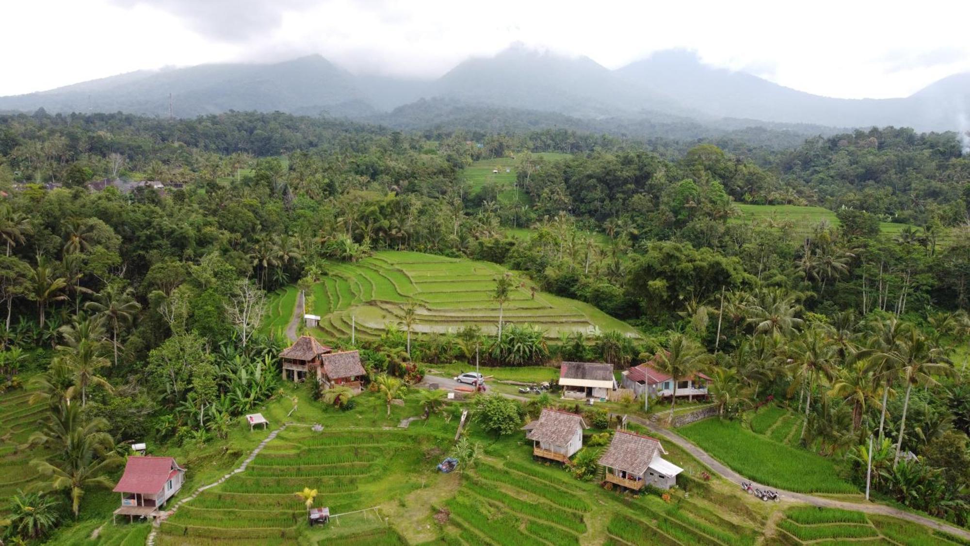 D'Ume Bendoel Homestay Jatiluwih Pokój zdjęcie